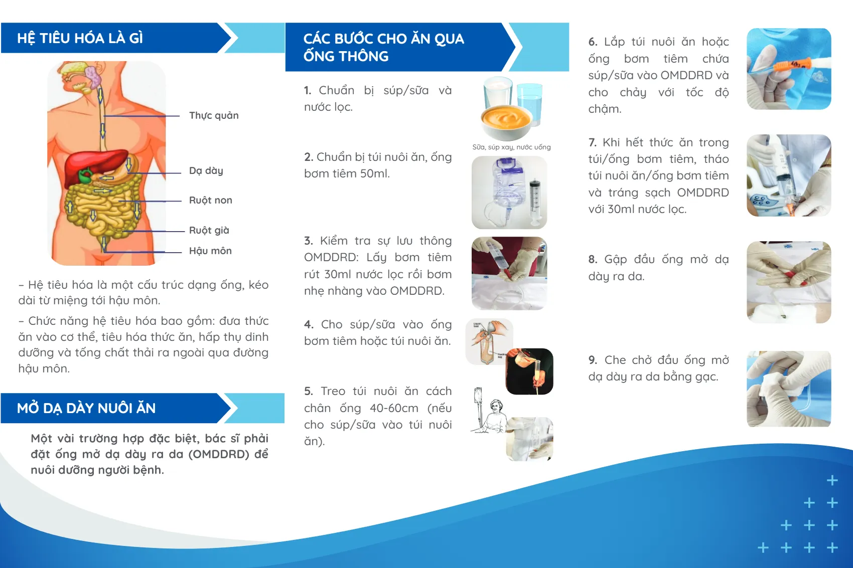 to roi huong dan ky thuat nuoi an qua ong mo da day ra da_2.webp